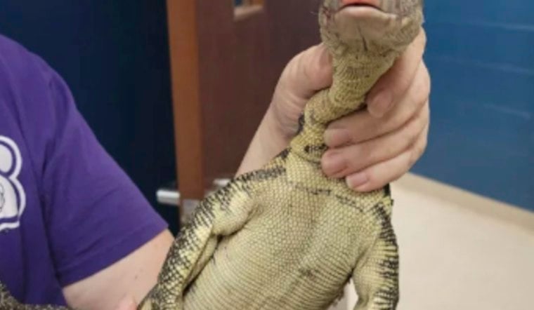 South County Storm Drain Yields Giant Lizard Named Gojira