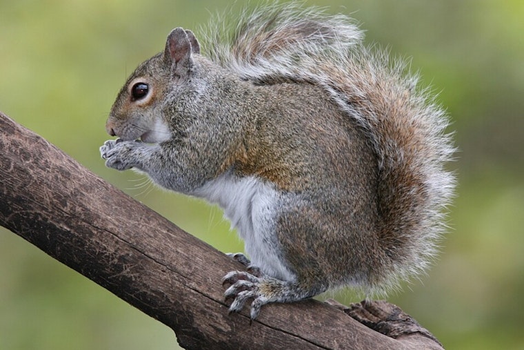 Squirrel Crashes Ohio State Opener, Cops Rescue It With a Beer Box