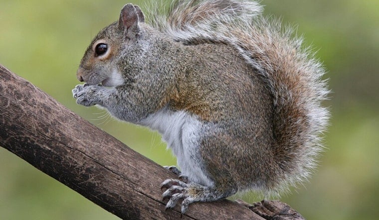Squirrel Crashes Ohio State Opener, Cops Rescue It With a Beer Box
