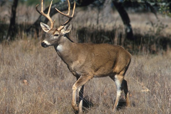 St. Johns County Buck Takes Pool Plunge, Then Wanders Into Bathroom