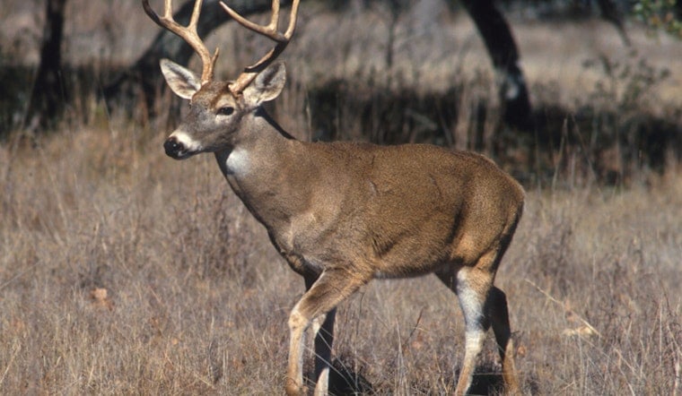 St. Johns County Buck Takes Pool Plunge, Then Wanders Into Bathroom