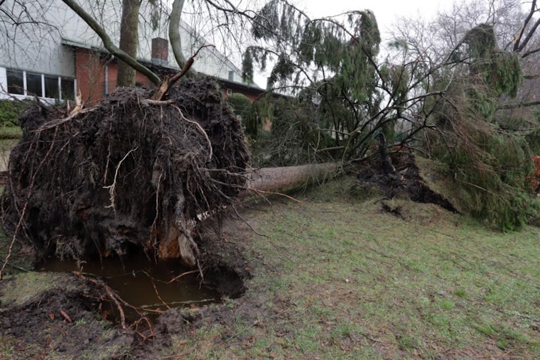 Storm Topples Tree Onto Altamonte Springs Home After Summer Storm