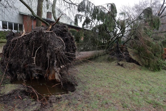 Storm Topples Tree Onto Altamonte Springs Home After Summer Storm