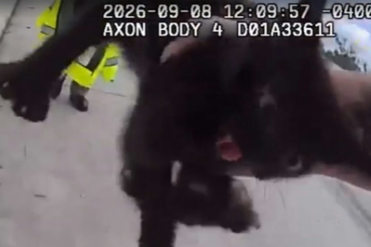 Stray Kitten Dodges Deputies on I-275, Then Gets Adopted by Her Rescuer