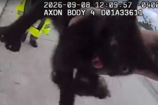 Stray Kitten Dodges Deputies on I-275, Then Gets Adopted by Her Rescuer