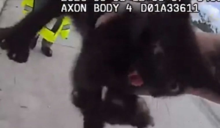 Stray Kitten Dodges Deputies on I-275, Then Gets Adopted by Her Rescuer