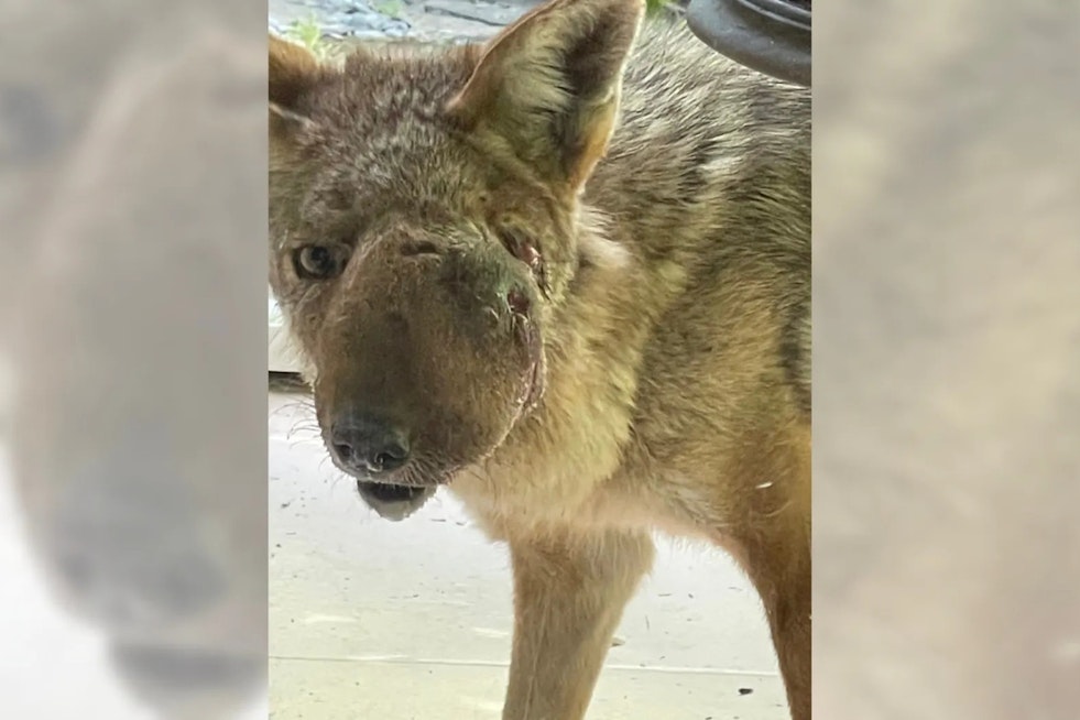 Studio City's Beloved Coyote Wendy Finally Captured for Facial Growth Treatment