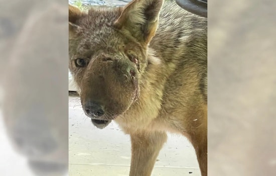 Studio City's Beloved Coyote Wendy Finally Captured for Facial Growth Treatment