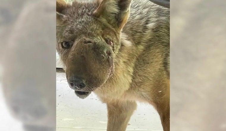 Studio City's Beloved Coyote Wendy Finally Captured for Facial Growth Treatment
