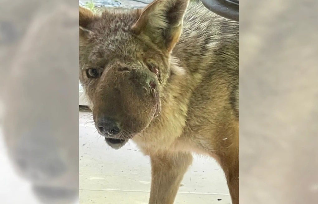 Studio City's Beloved Coyote Wendy Finally Captured for Facial Growth Treatment