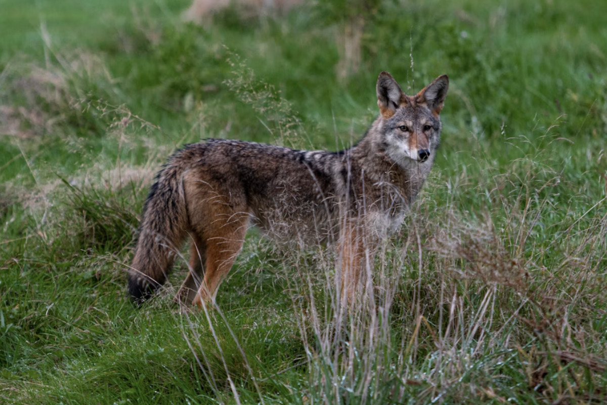 Surprise Mom Claws Off Coyote Biting Her Face to Save 4-Year-Old