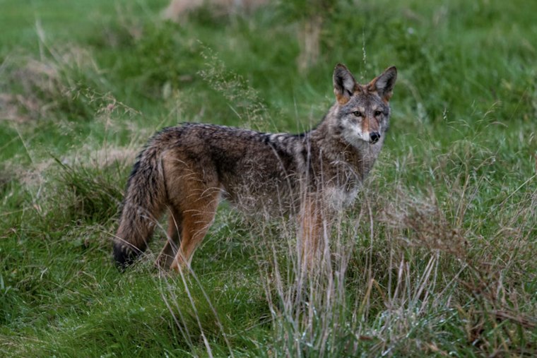 Surprise Mom Claws Off Coyote Biting Her Face to Save 4-Year-Old
