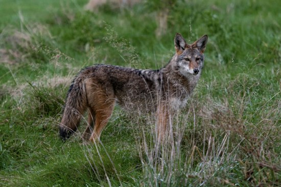 Surprise Mom Claws Off Coyote Biting Her Face to Save 4-Year-Old