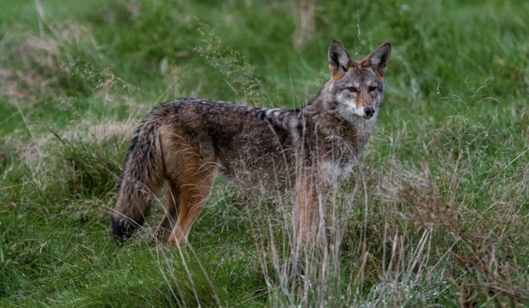 Surprise Mom Claws Off Coyote Biting Her Face to Save 4-Year-Old