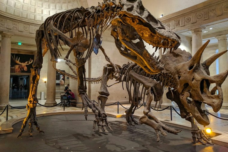 T. Rex Ran Hot as an Elephant, Fossil Tooth Study From LA's Thomas Reveals