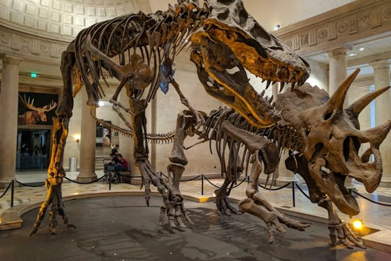T. Rex Ran Hot as an Elephant, Fossil Tooth Study From LA's Thomas Reveals
