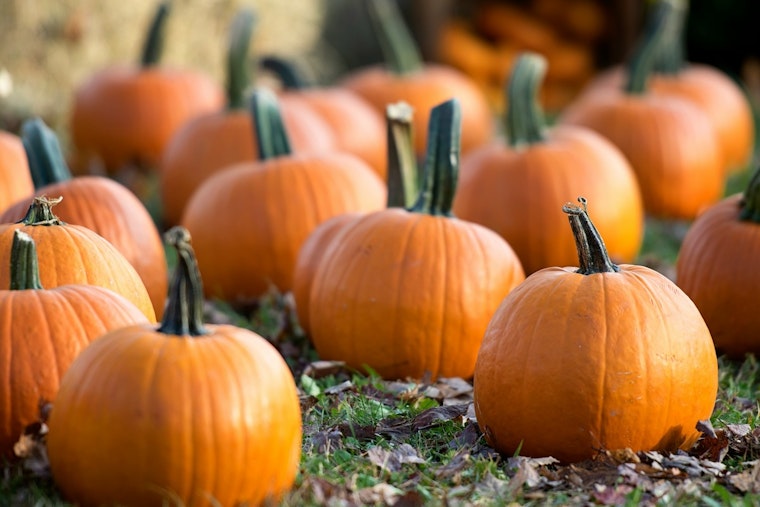 Tanaka Farms Pumpkin Patch Opens Sept 12 in Irvine, Tickets Selling Fast