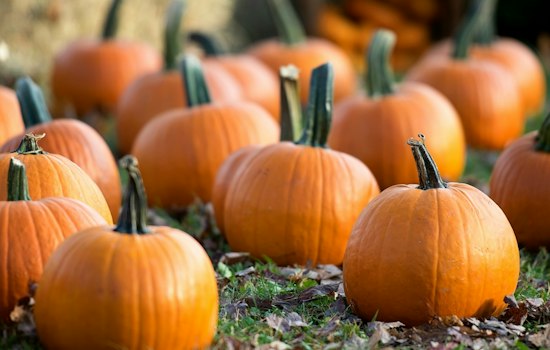 Tanaka Farms Pumpkin Patch Opens Sept 12 in Irvine, Tickets Selling Fast
