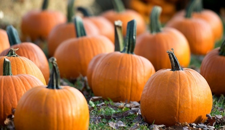Tanaka Farms Pumpkin Patch Opens Sept 12 in Irvine, Tickets Selling Fast