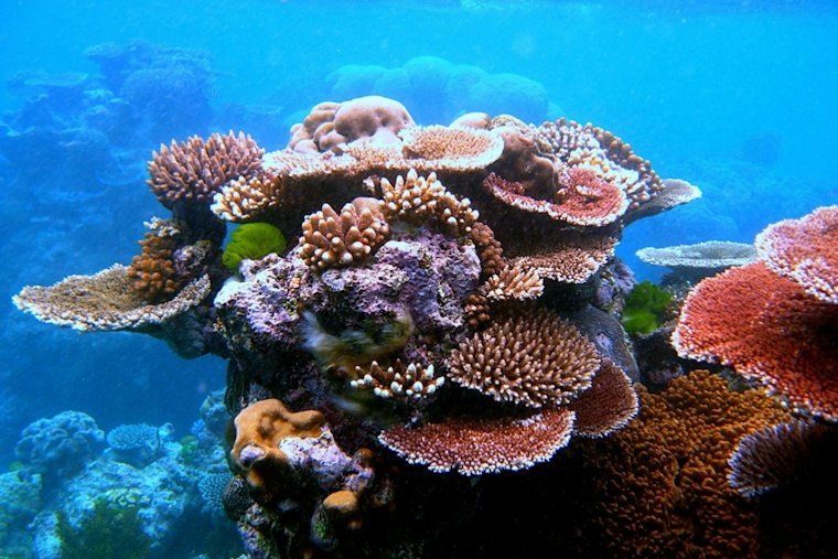 Texas Gulf Corals Face Bleaching Alert as Waters Run Two Degrees Hot