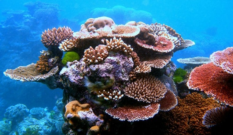 Texas Gulf Corals Face Bleaching Alert as Waters Run Two Degrees Hot