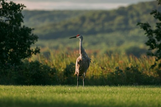 Thousands of Sandhill Cranes Mass Near Bellevue Ahead of CraneFest, Big October Fly-Out