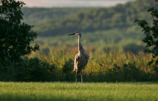 Thousands of Sandhill Cranes Mass Near Bellevue Ahead of CraneFest, Big October Fly-Out