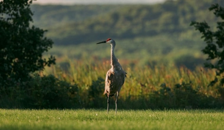 Thousands of Sandhill Cranes Mass Near Bellevue Ahead of CraneFest, Big October Fly-Out