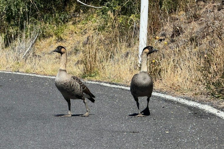 Three Molokaʻi Nēnē From Same Family Killed by Drivers Days Apart