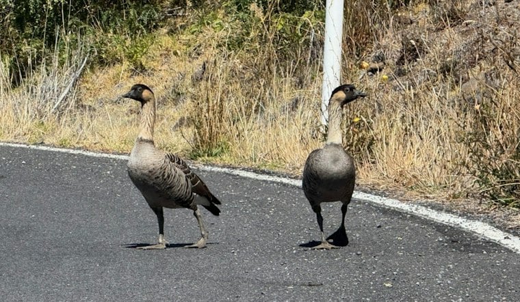 Three Molokaʻi Nēnē From Same Family Killed by Drivers Days Apart