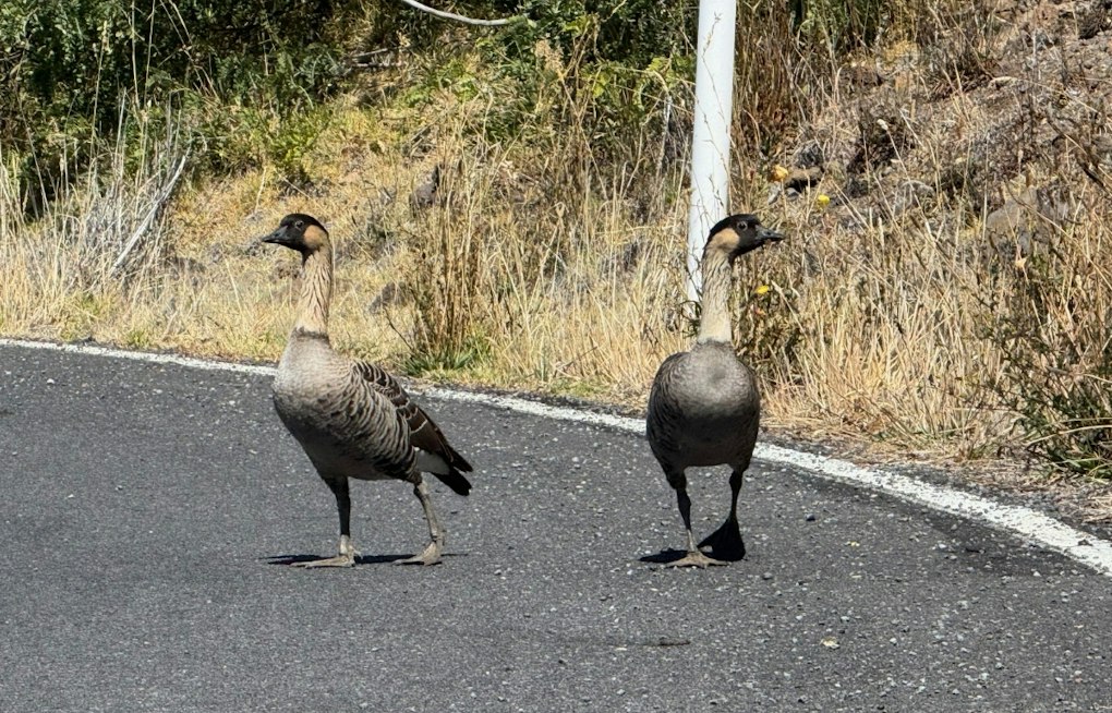 Three Molokaʻi Nēnē From Same Family Killed by Drivers Days Apart