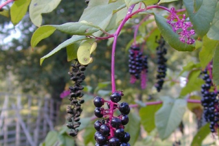 Three Okeechobee Men Caught With 350 Pounds of Poached Berries Off I-95 in Vero Beach