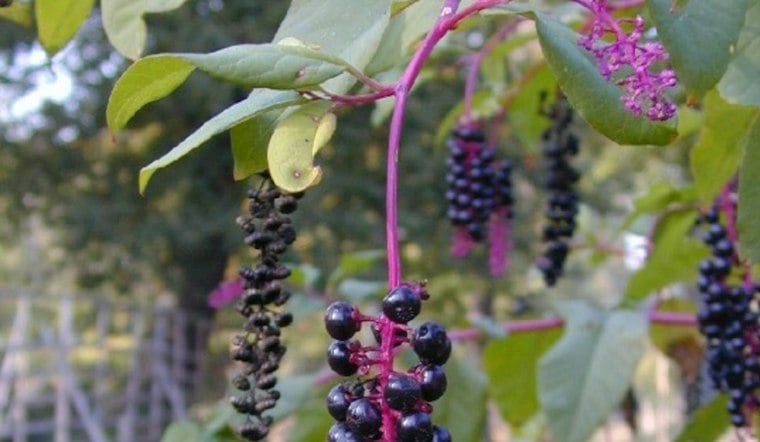 Three Okeechobee Men Caught With 350 Pounds of Poached Berries Off I-95 in Vero Beach