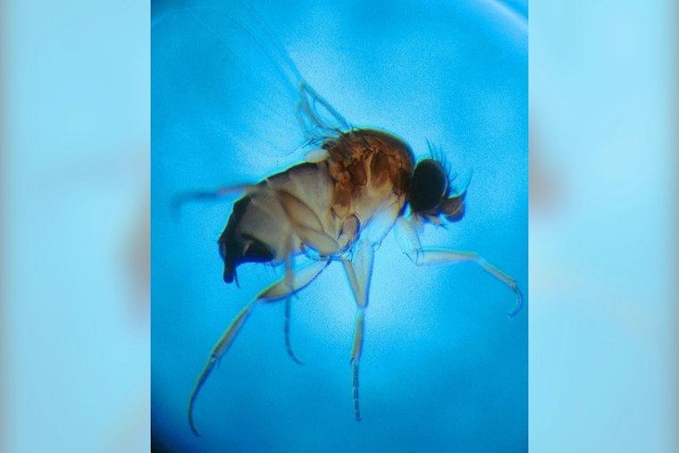 Tiny Fly Threatens Chester County's Billion-Dollar Mushroom Crop, Farms Fight Back
