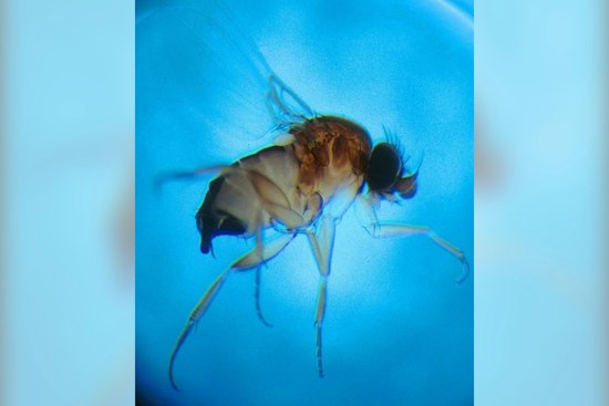 Tiny Fly Threatens Chester County's Billion-Dollar Mushroom Crop, Farms Fight Back