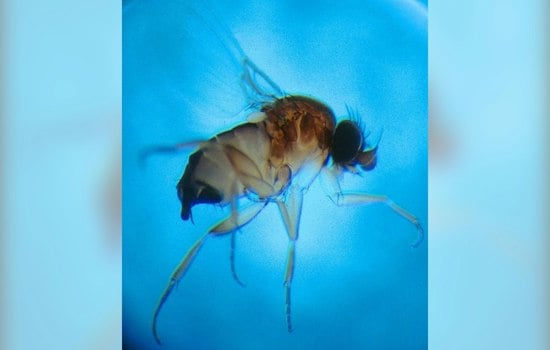 Tiny Fly Threatens Chester County's Billion-Dollar Mushroom Crop, Farms Fight Back