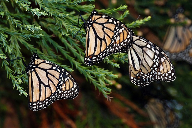 Tiny Trackers Let Anyone Follow Monarchs From Wisconsin to Mexico