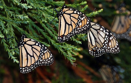 Tiny Trackers Let Anyone Follow Monarchs From Wisconsin to Mexico