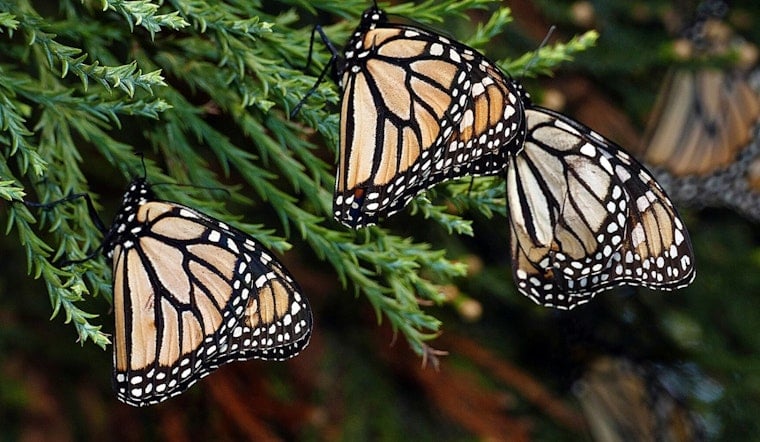 Tiny Trackers Let Anyone Follow Monarchs From Wisconsin to Mexico