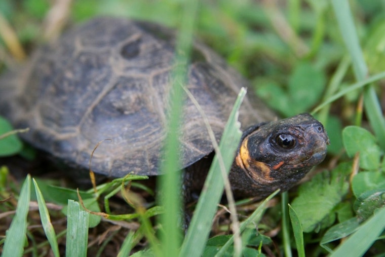 Tiny Turtle Tunnel Opens in Northwestern NC to Keep Bog Turtles Off the Road