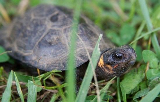 Tiny Turtle Tunnel Opens in Northwestern NC to Keep Bog Turtles Off the Road