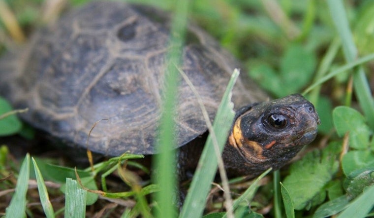 Tiny Turtle Tunnel Opens in Northwestern NC to Keep Bog Turtles Off the Road