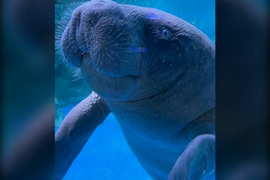 Titusville Couple's 911 Call Saves 1,400-Pound Manatee From Crab Trap Line