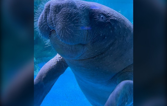 Titusville Couple's 911 Call Saves 1,400-Pound Manatee From Crab Trap Line