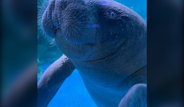 Titusville Couple's 911 Call Saves 1,400-Pound Manatee From Crab Trap Line