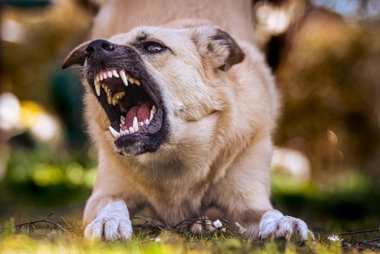 Toddler, Grandparents Mauled by Family's Own Dogs in Bruce Township