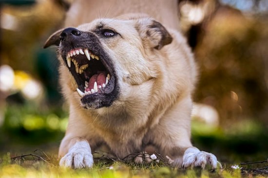 Toddler, Grandparents Mauled by Family's Own Dogs in Bruce Township