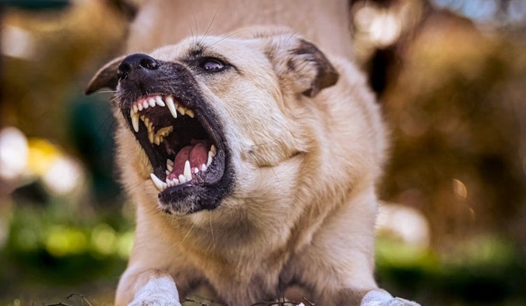 Toddler, Grandparents Mauled by Family's Own Dogs in Bruce Township