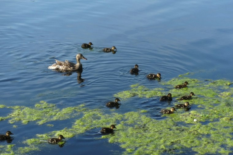 Toxic Algae Warning Hits Lake Watauga at Centennial Park, Pets at Risk