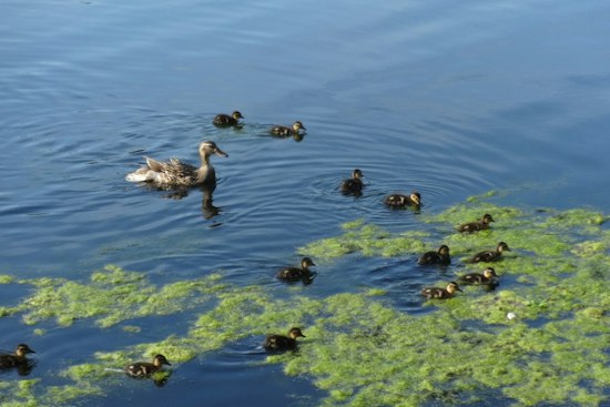 Toxic Algae Warning Hits Lake Watauga at Centennial Park, Pets at Risk